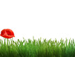 Coquelicot