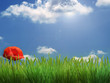 Coquelicot
