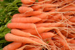 fresh carot
