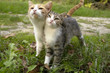 Kitten Friends