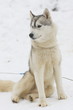 Husky portrait
