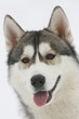 Husky portrait
