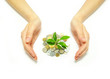 plant in coins
