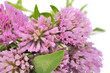 Bouquet of Red Clover Flowers