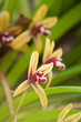 cymbidum finlaysonianum...orchid in Thailand