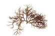 fresh dark brown seaweed