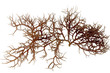 fresh dark brown seaweed fresh dark brown seaweed