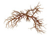 fresh dark brown seaweed