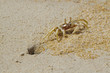 sand crab