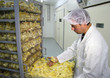 Farmer controls baby chicken in incubator