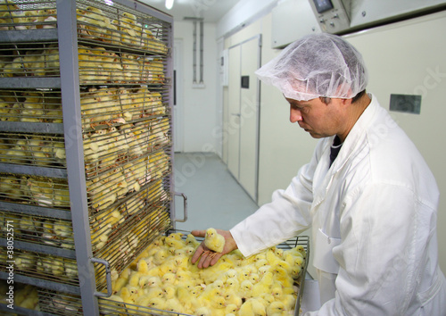 Photo: Farmer controls baby chicken in incubator Farmer controls baby chicken in incubator