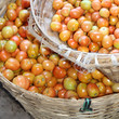 panier de tomates panier de tomates