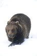 Bär trabt  im  Schnee