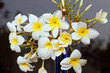 Frangipani