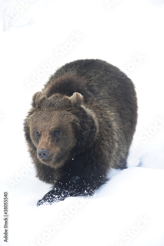 Photo: Bär trabt im Schnee Bär trabt im Schnee