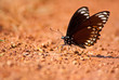 Lonely butterflt on ground Lonely butterflt on ground