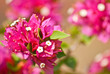 Flaungfah Thailand flower Flaungfah Thailand flower