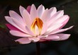 pink lotus