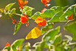 Yellow butterfly Yellow butterfly