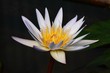 white lotus