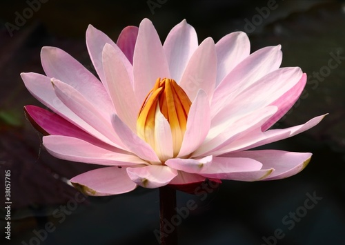 Photo: pink lotus pink lotus