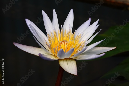 Photo: white lotus white lotus
