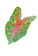 Isolate of Nangkwak leaf Isolate of Nangkwak leaf