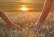 Hands on harvest
