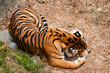 Sleeping Tiger