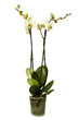 White orchid.