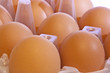 healthy brown hen eggs in tray