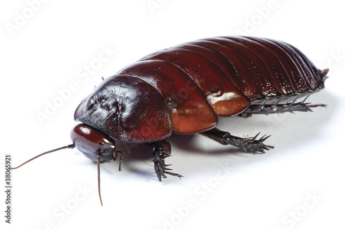 Photo: Australian giant burrowing cockroach on white background Australian giant burrowing cockroach on white background