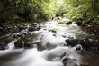 Stream in forest