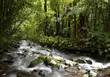 Stream in forest