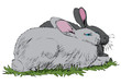rabbit