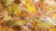 autumn leaves