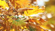 autumn leaves