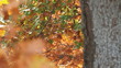 autumn leaves