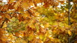 autumn leaves