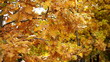 autumn leaves