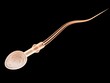 spermatozoo spermatozoi 3d