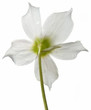 Helleborus spring flower back side