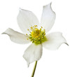 Helleborus one of the first spring flowers