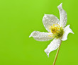 Helleborus spring flower with dew drops on green background
