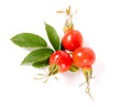 Dog rose