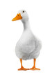 duck white