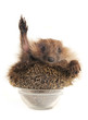 Standing hedgehog