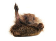 Standing hedgehog