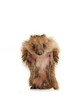 Standing hedgehog