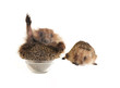 two  hedgehog